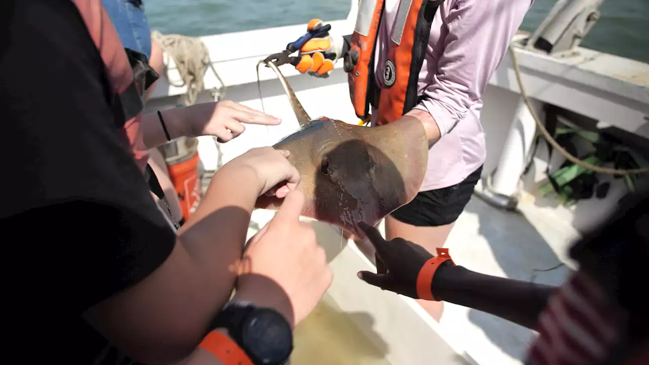 Sea Camp offers kids hands on experience learning about the ocean