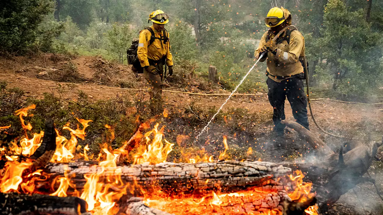 Beloved cat found safe after going missing as family forced to evacuate home during Oak Fire