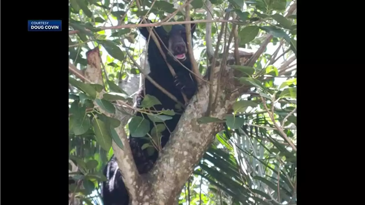 CLOSE ENCOUNTER: Man comes face to face with black bear