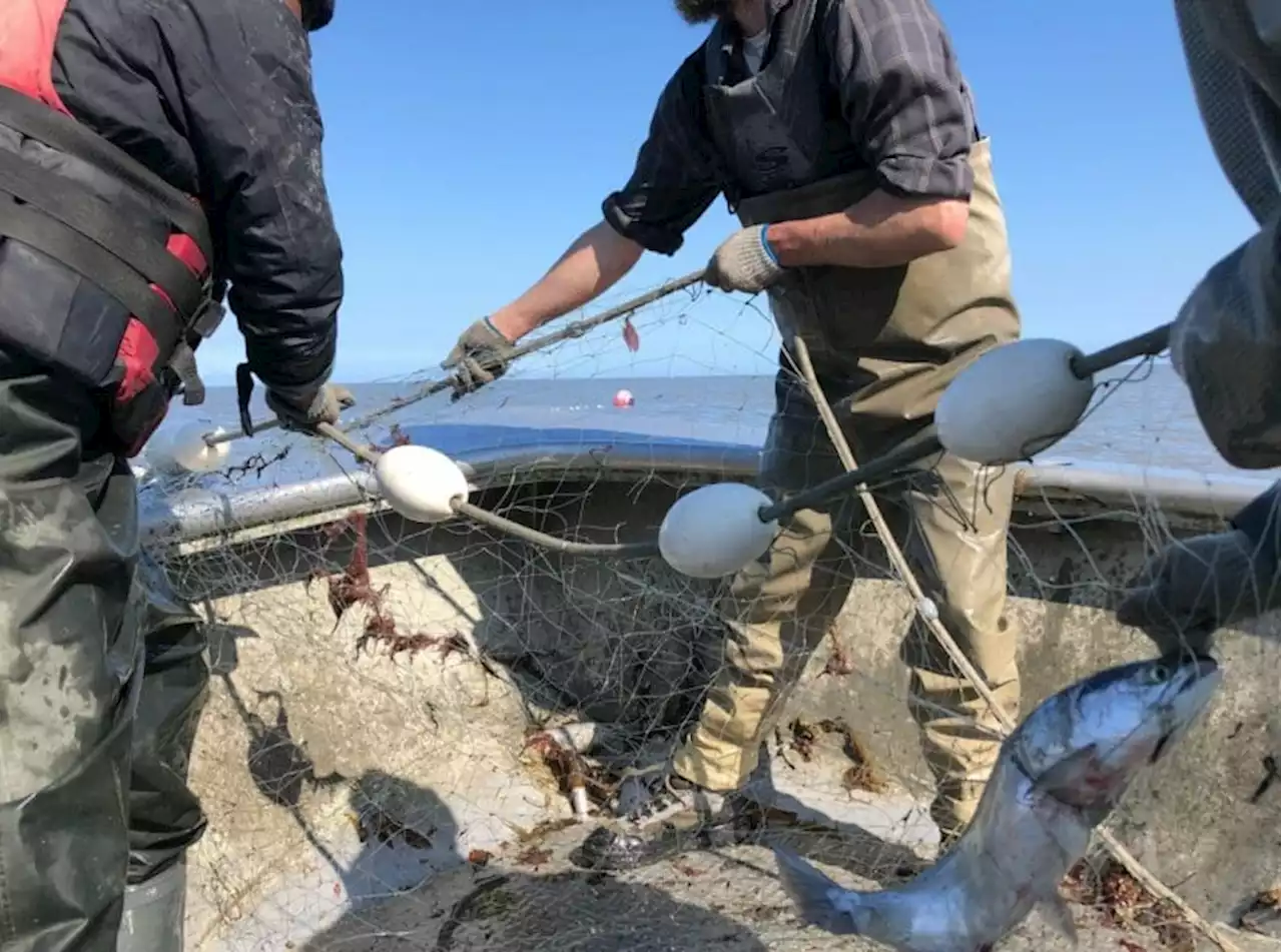 Cook Inlet fishermen sue over set-net closures - Alaska Public Media