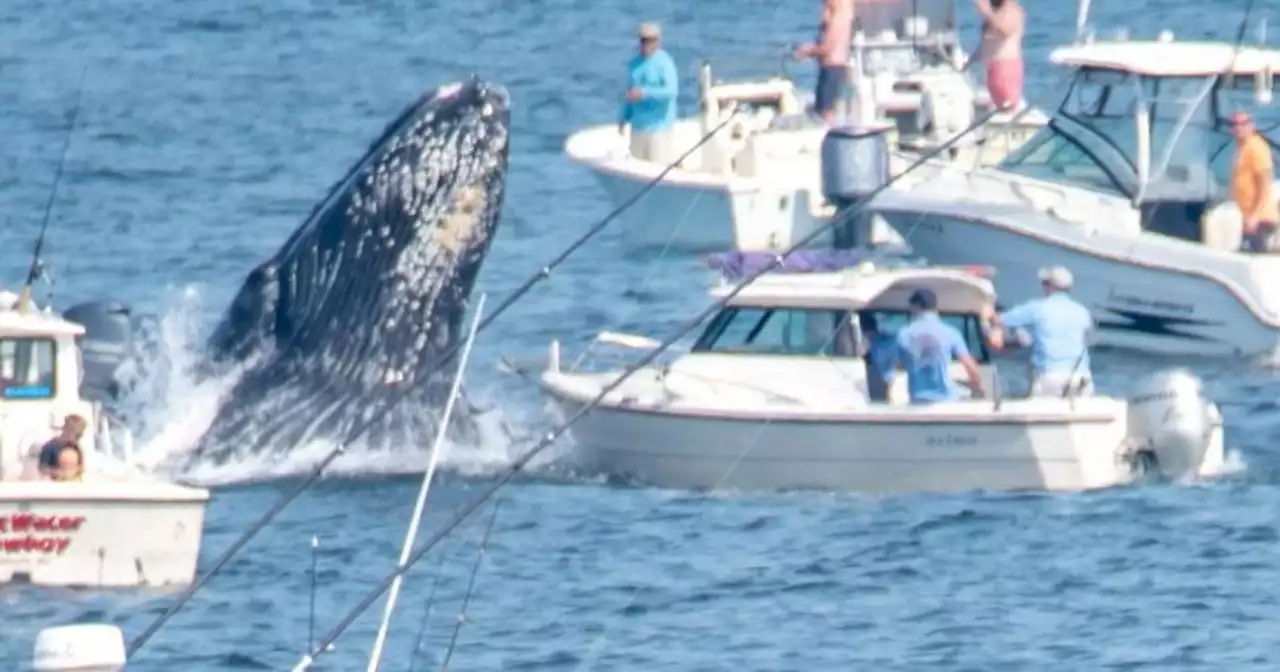 Breaching whale lands on fishing boat off coast of Massachusetts in stunning moment caught on camera