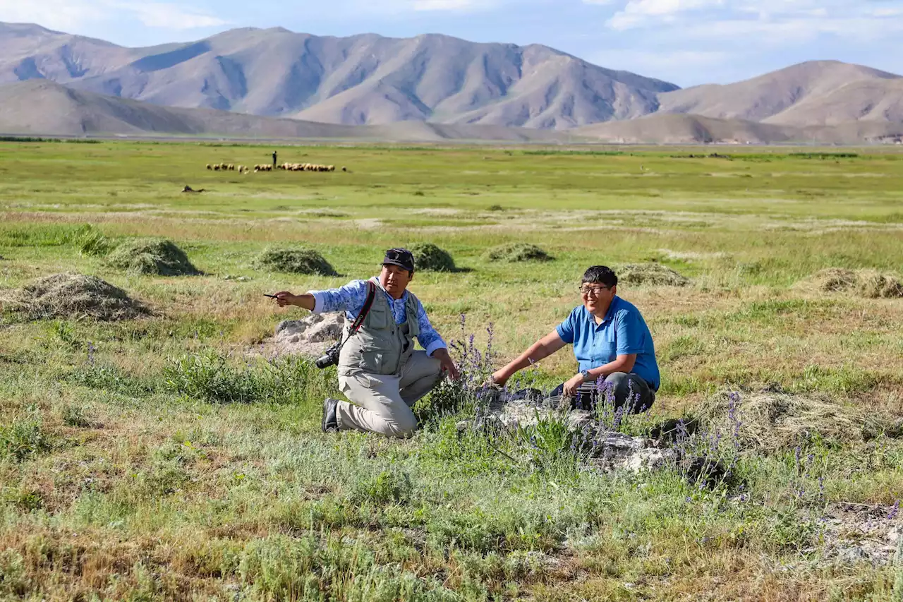 Archaeologists Uncover an Ancient Palace That May Be the Long-Lost Summer Home of Genghis Khan's Warrior Grandson | Artnet News