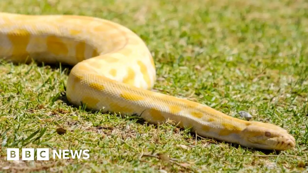 Chilwell: Missing python found in neighbours garden