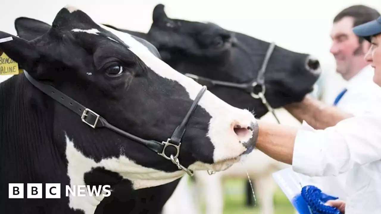 Covid: New Forest and Hampshire County Show returns