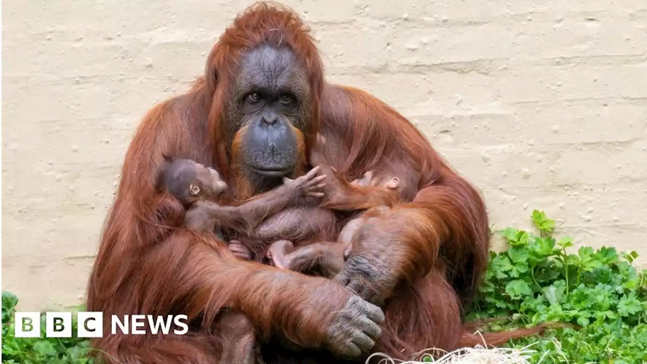 Second Bornean orangutan born at Dudley zoo