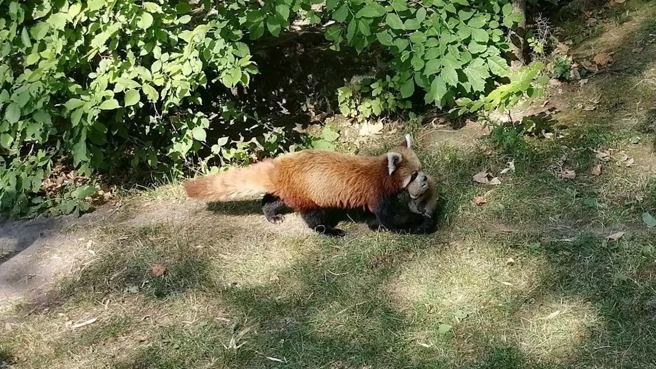 Tierpark Berlin: Roter Panda bekommt Zwillingsnachwuchs