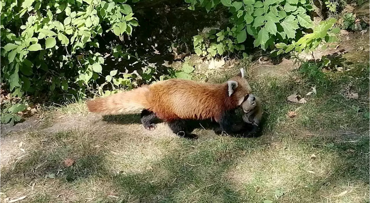 Süßer Zwillingsnachwuchs bei Roten Pandas im Tierpark