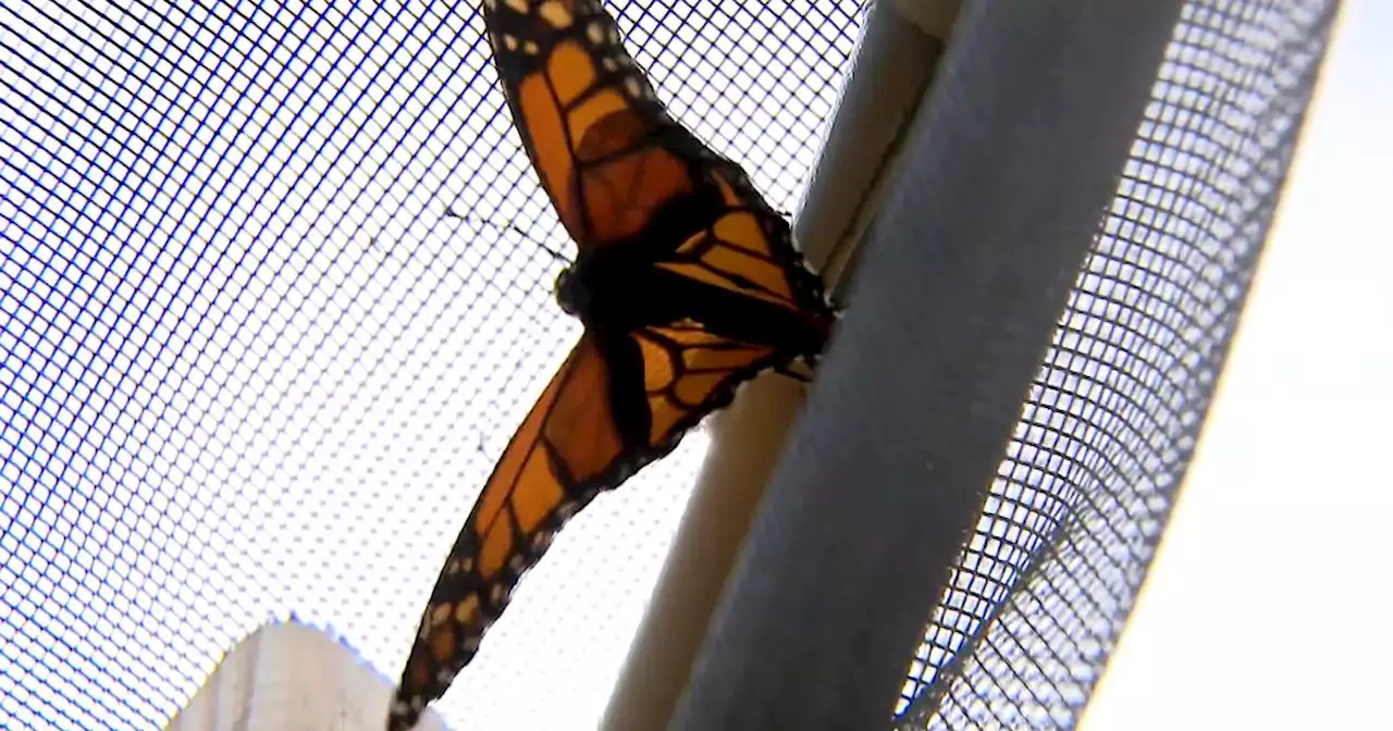 Pilsen couple transformed home into butterfly sanctuary, and now they want to pay green efforts forward