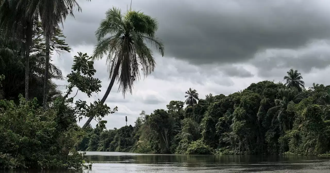 'Climate Catastrophe' Feared as Congo Moves to Sell Critical Ecosystem for Oil Drilling