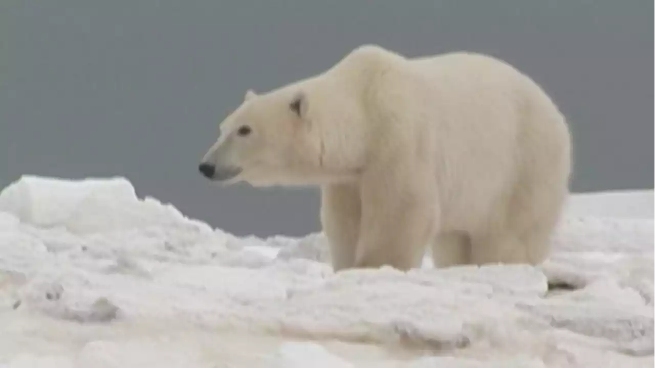 Conflict between humans, polar bears on the rise: report