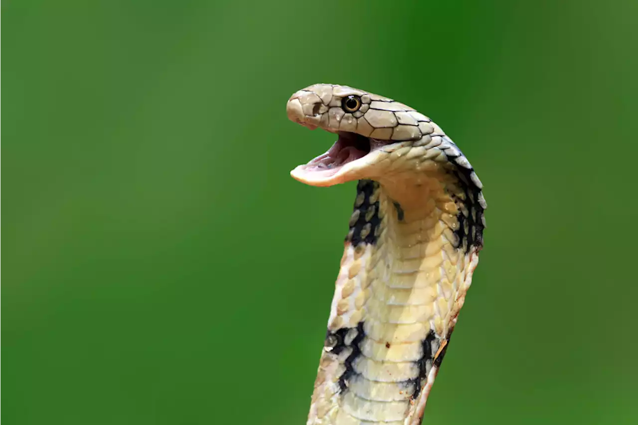 Exotic Snakebites On The Rise In U.K., New Study Reports