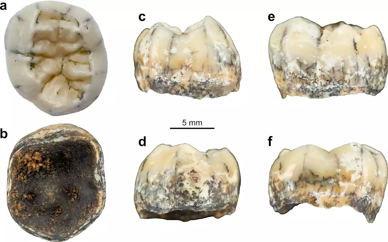 What An Ancient Tooth Tells Us About The Denisovans