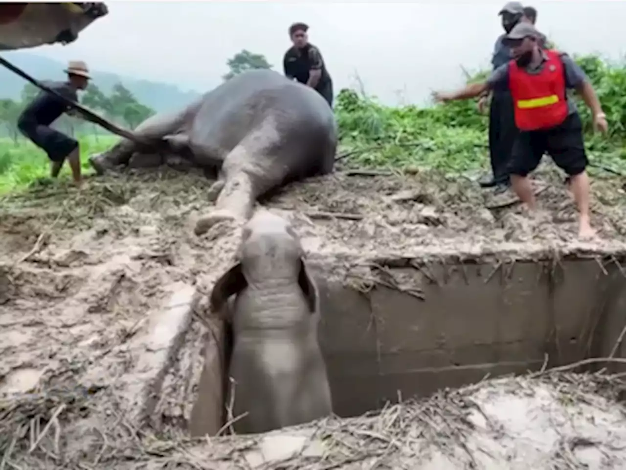 WATCH: Mother elephant falls unconscious after she and her calf fall into drain