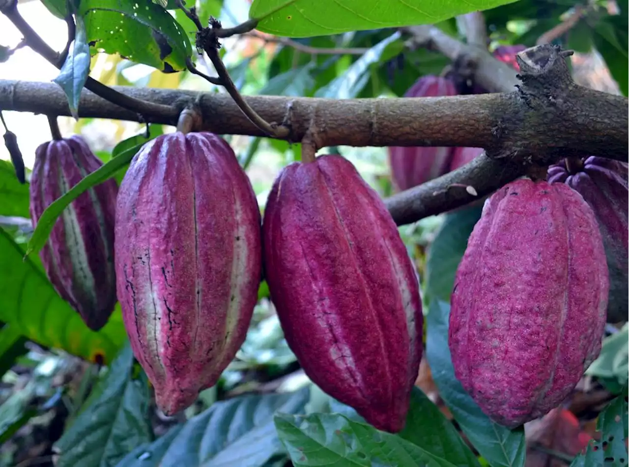 Kadayawan to showcase cacao products: CAGRO