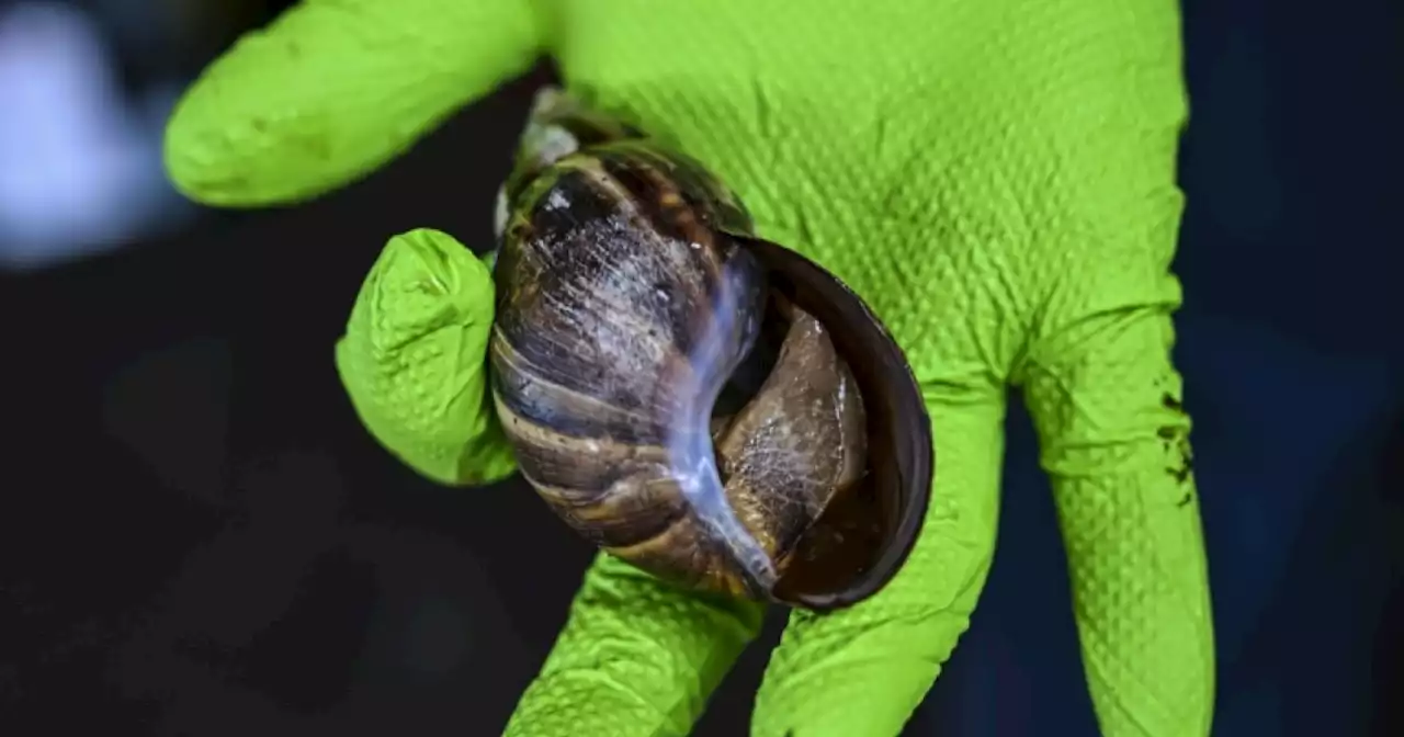 Florida hurries to catch fast-spreading snail invasion