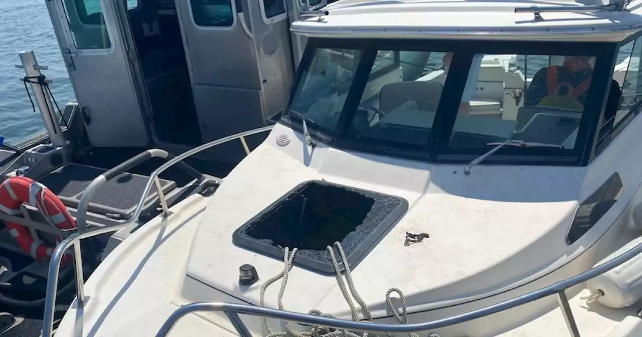 Whale breaches, lands on bow of boat