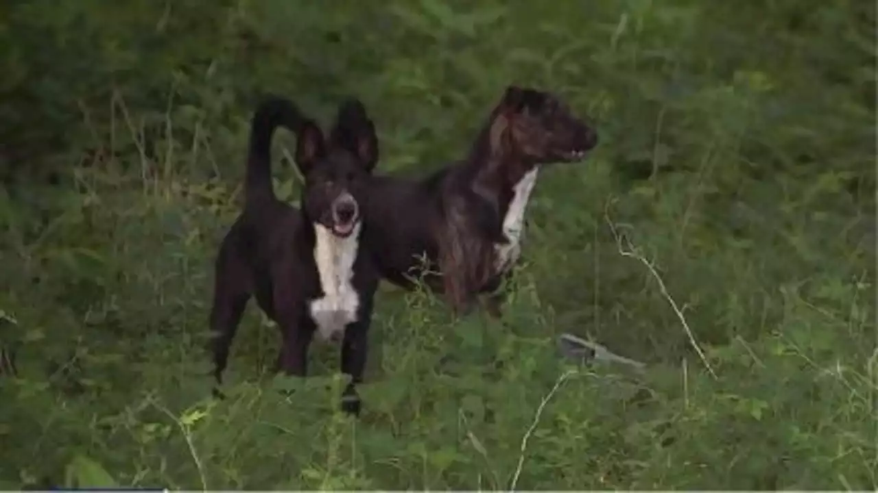 Houston's stray animal overpopulation getting worse, becoming serious public problem