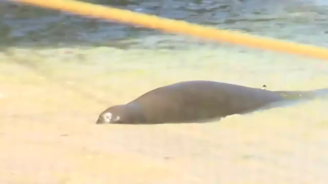 Hawaii nursing Monk seal brutally attacks swimmer in shocking incident caught on video