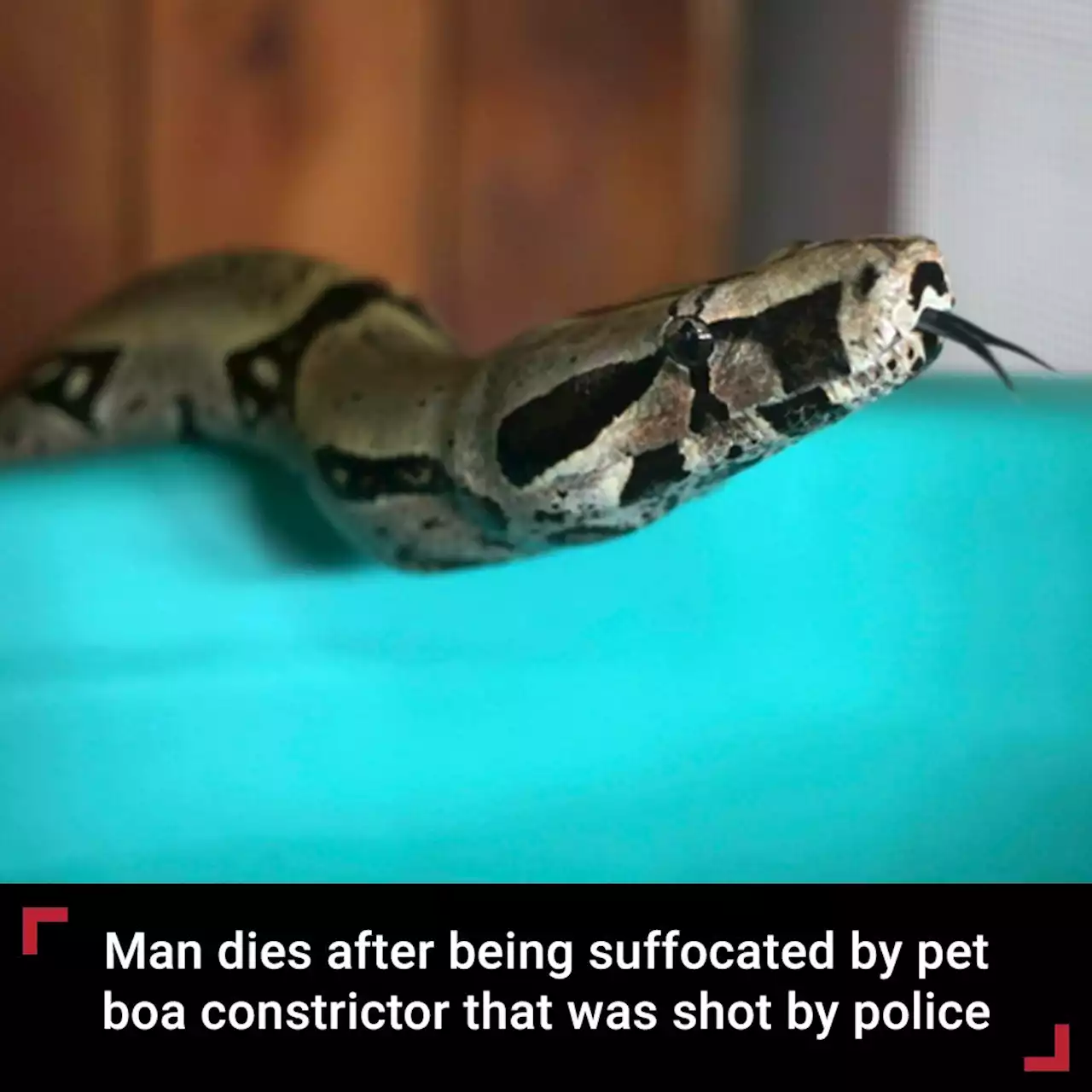 Pennsylvania man dies after being suffocated by pet boa constrictor that was shot by police