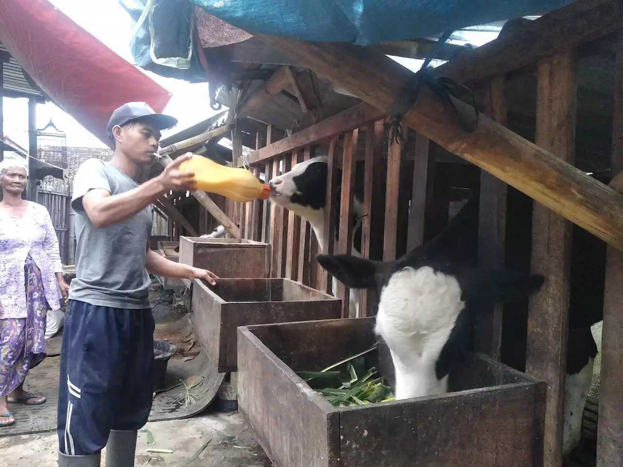 Ratusan Sapi di Kota Batu Masih Terjangkiti PMK, Peternak Diminta Tanggap