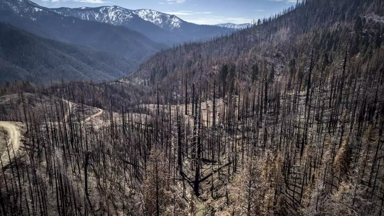 US to plant more trees as climate change kills off forests