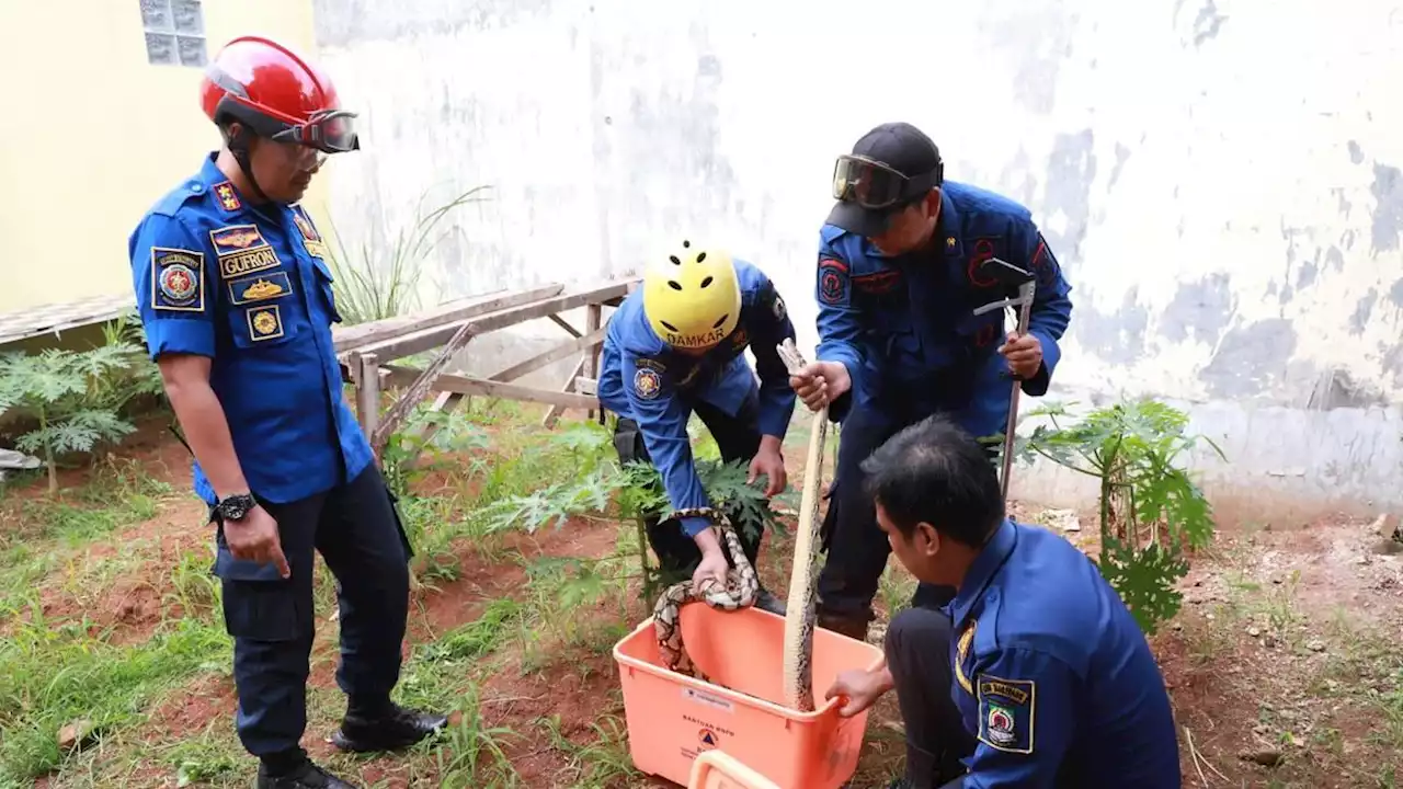 Gegara Hujan, Ular Liar Bermunculan di Pemukiman Tangerang