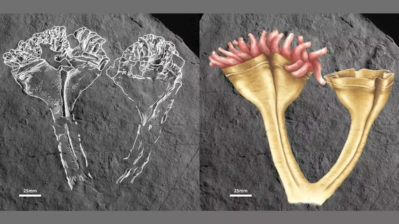 560 million-year-old tentacled creature may be the animal kingdom's first known predator