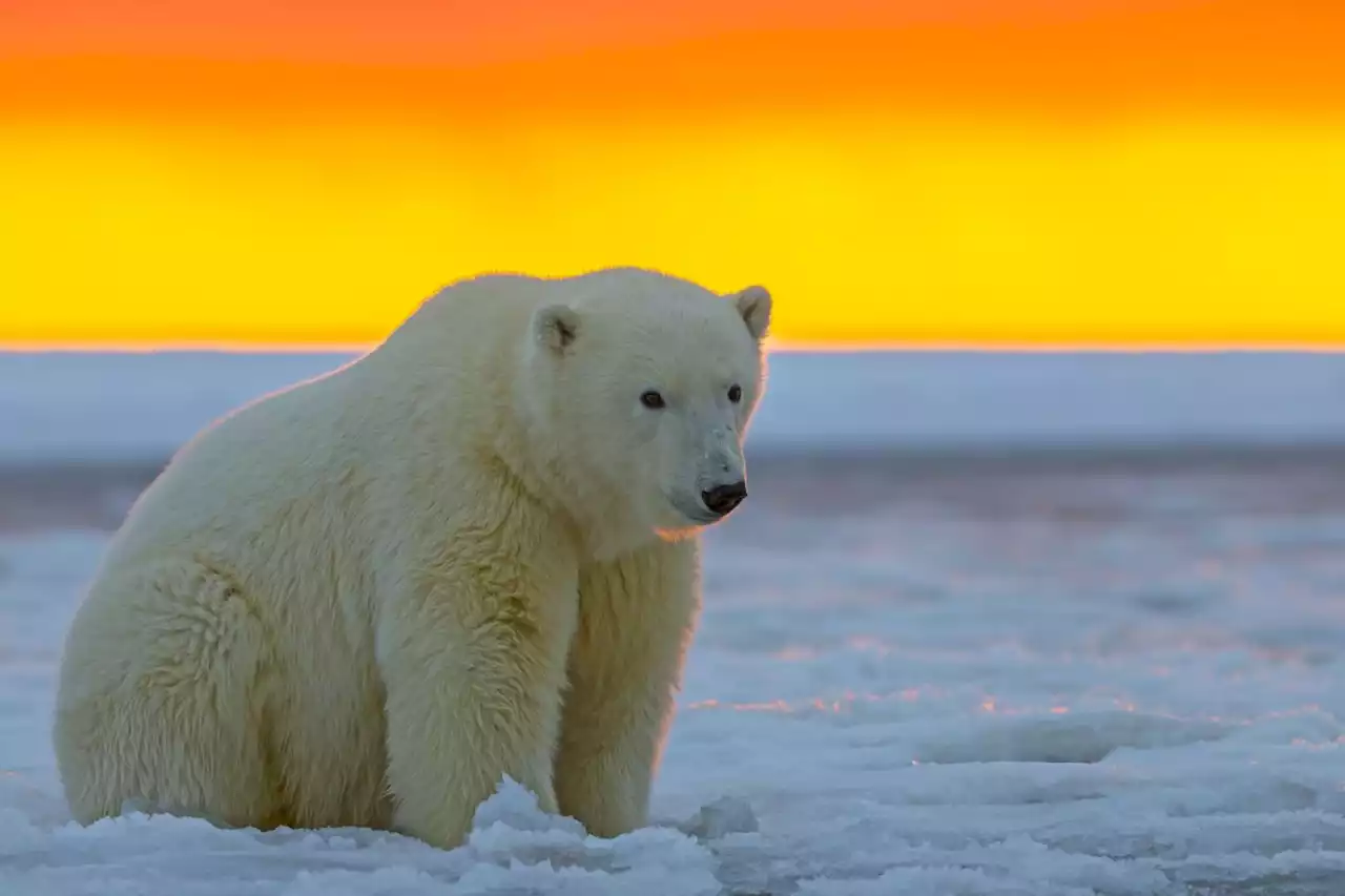 Polar bears forced to dine on 'batteries and dirty nappies' as climate change pushes them inland