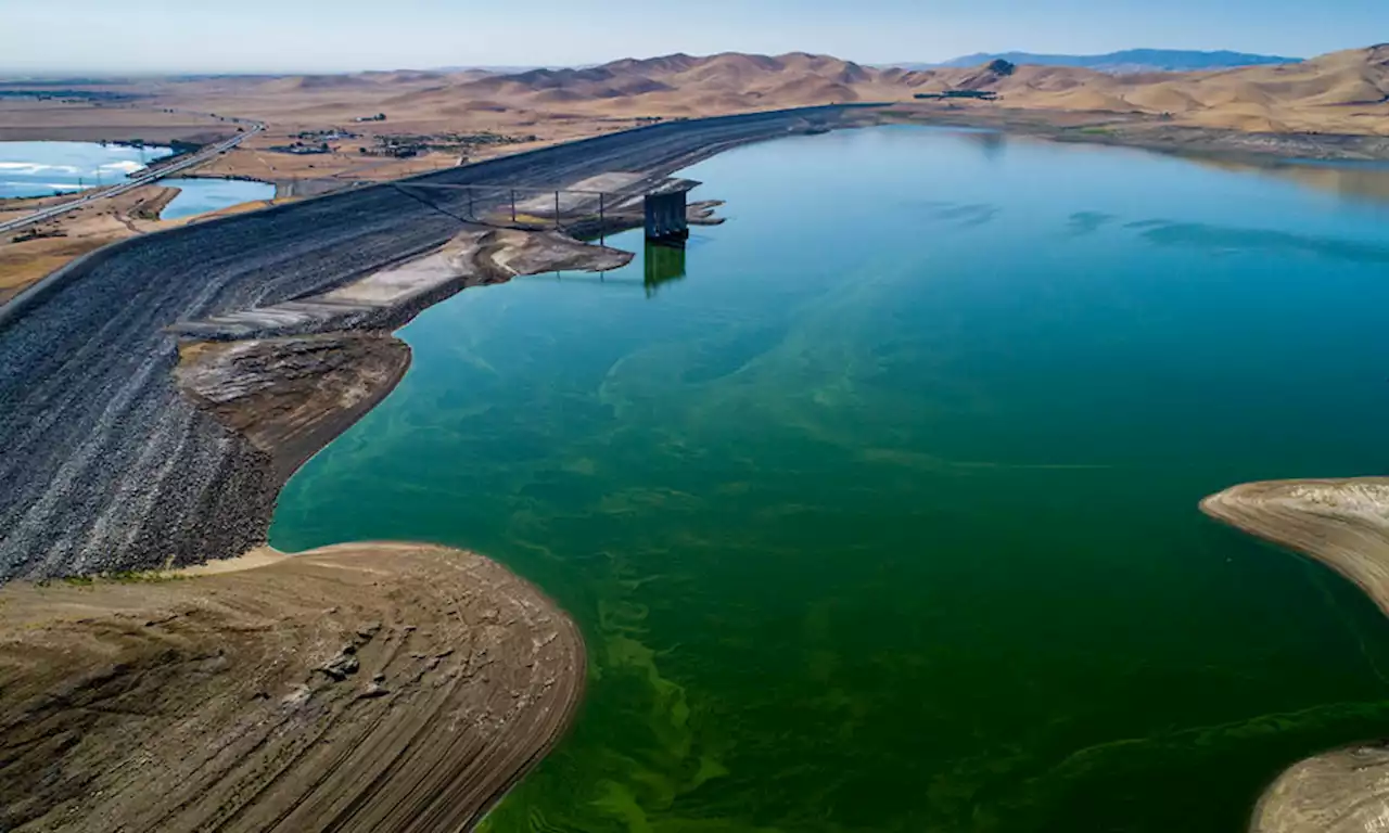 People, dogs warned to stay out of San Luis Reservoir because of algae