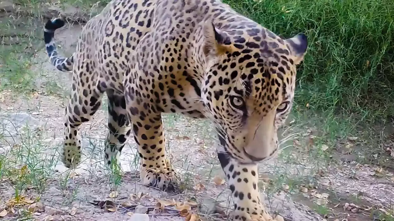 A few jaguars now roam the Arizona borderlands—why that’s a big deal