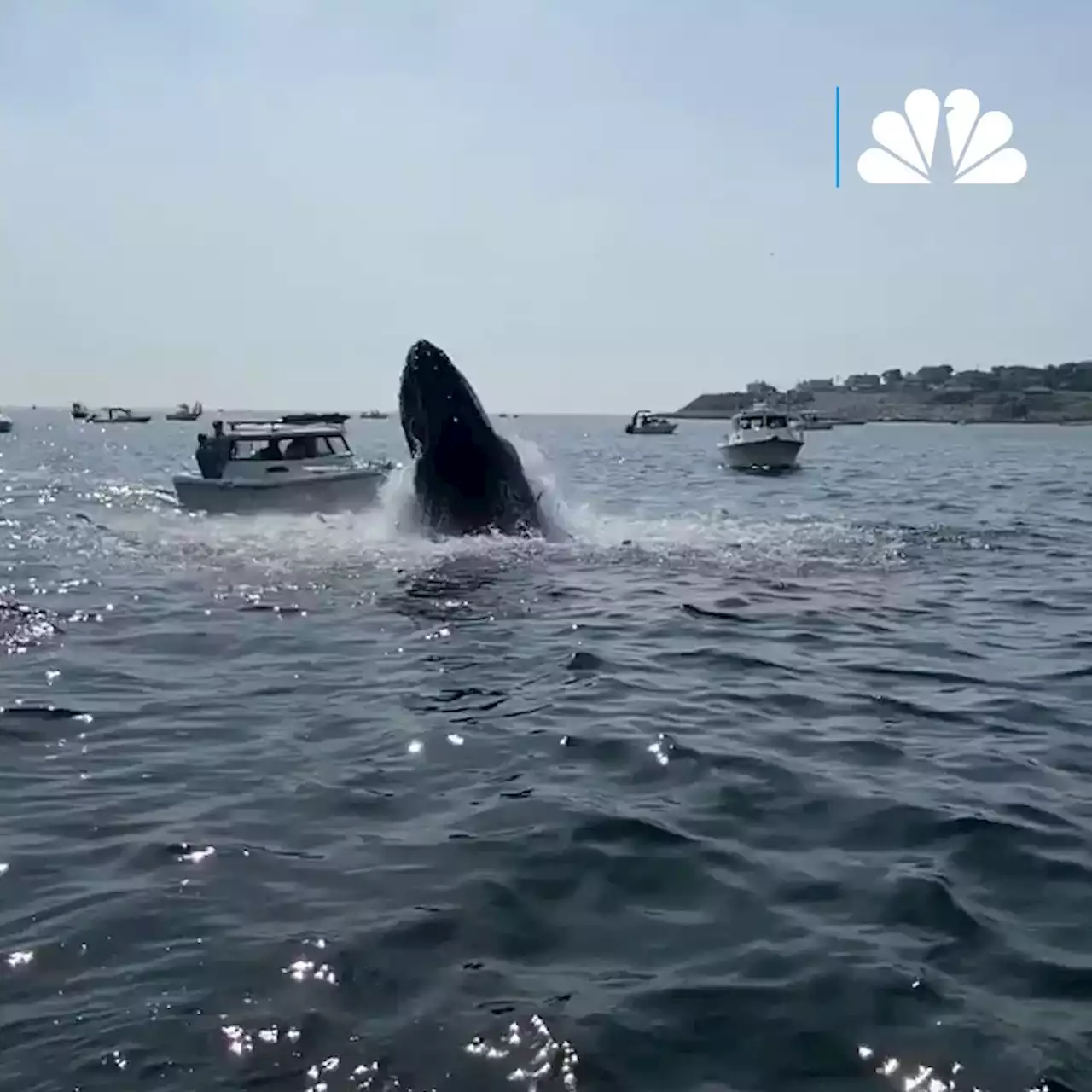 Video Shows Whale Breaching Off Massachusetts Coast and Landing on Boat