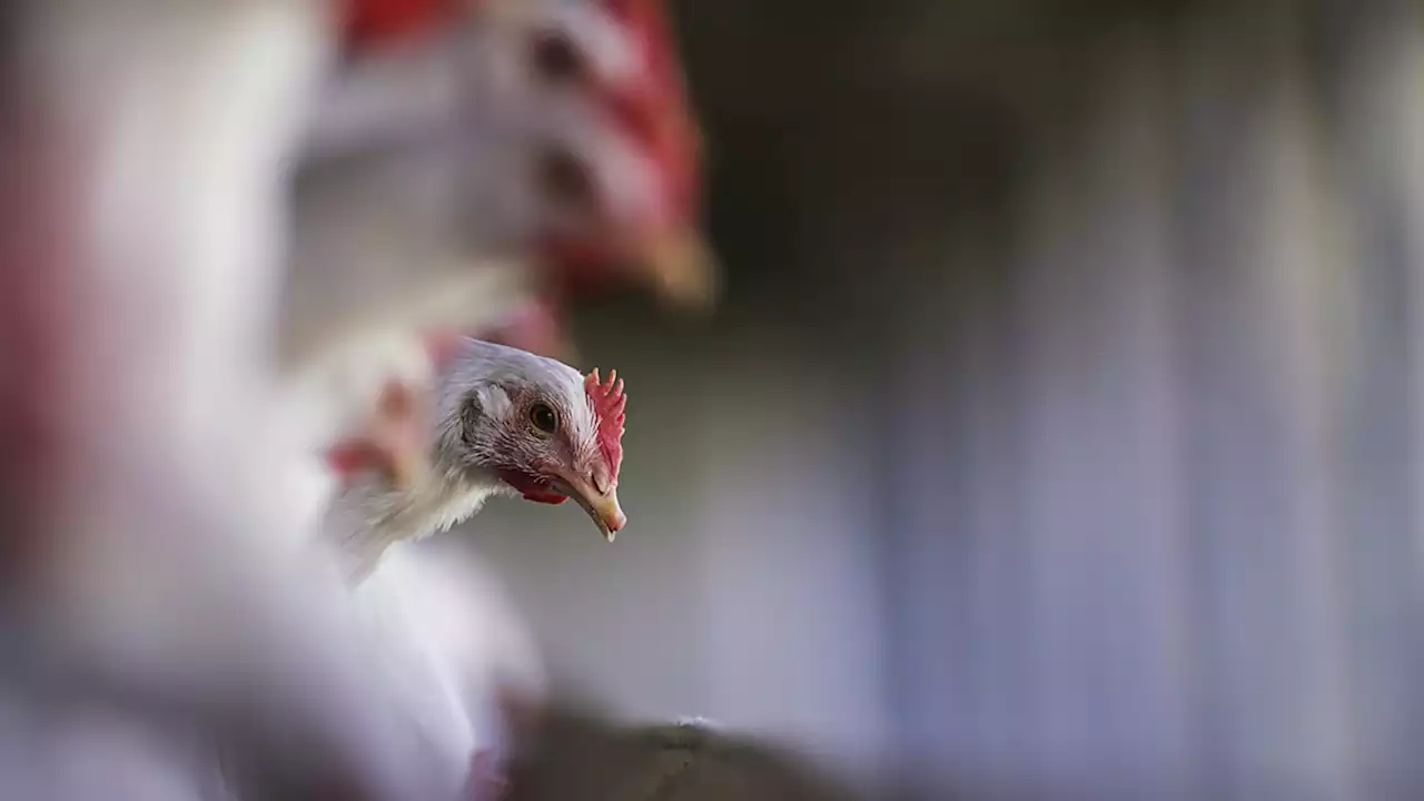 Justice Department Sues Poultry Producers, Alleging Unfair Worker Practices