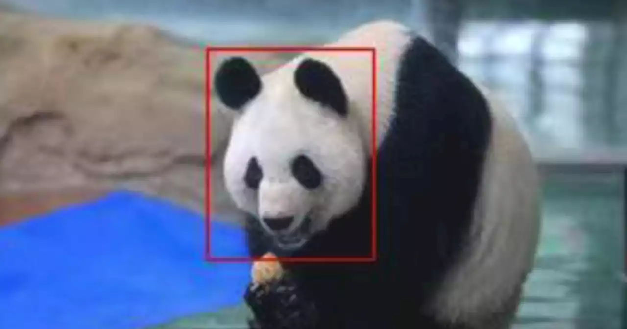 AI technology helps give giant pandas individual identities