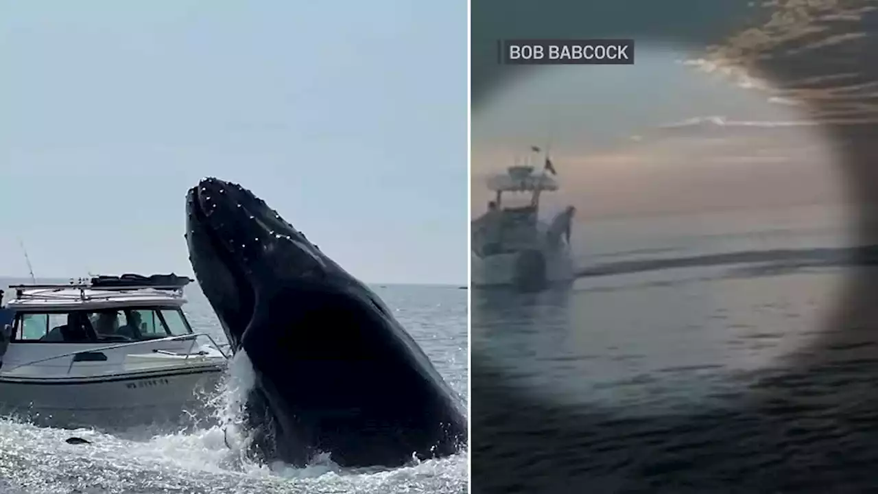 What's Bringing All These Boat-Bumping Whales to Plymouth?