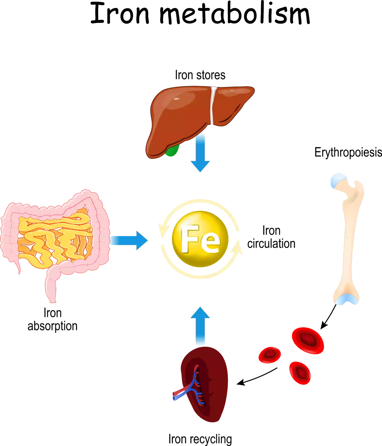 Iron deficiency in childhood and adolescents