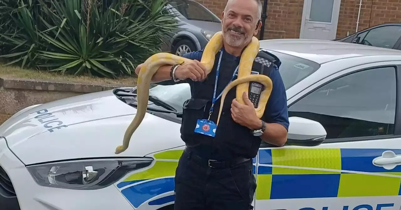 Snake pictured after being found in neighbour's garden