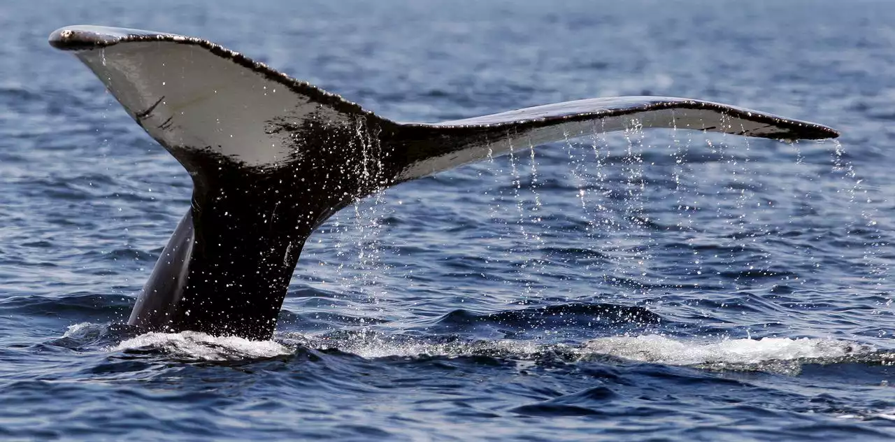 Paddleboarder captures stunning moment breaching whale lands on fishing boat