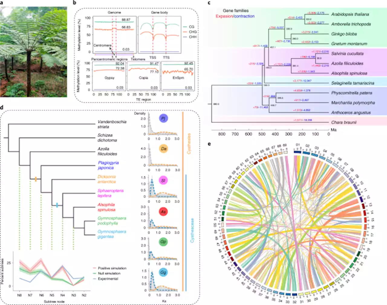 The flying spider-monkey tree fern genome provides insights into fern evolution and arborescence - Nature Plants