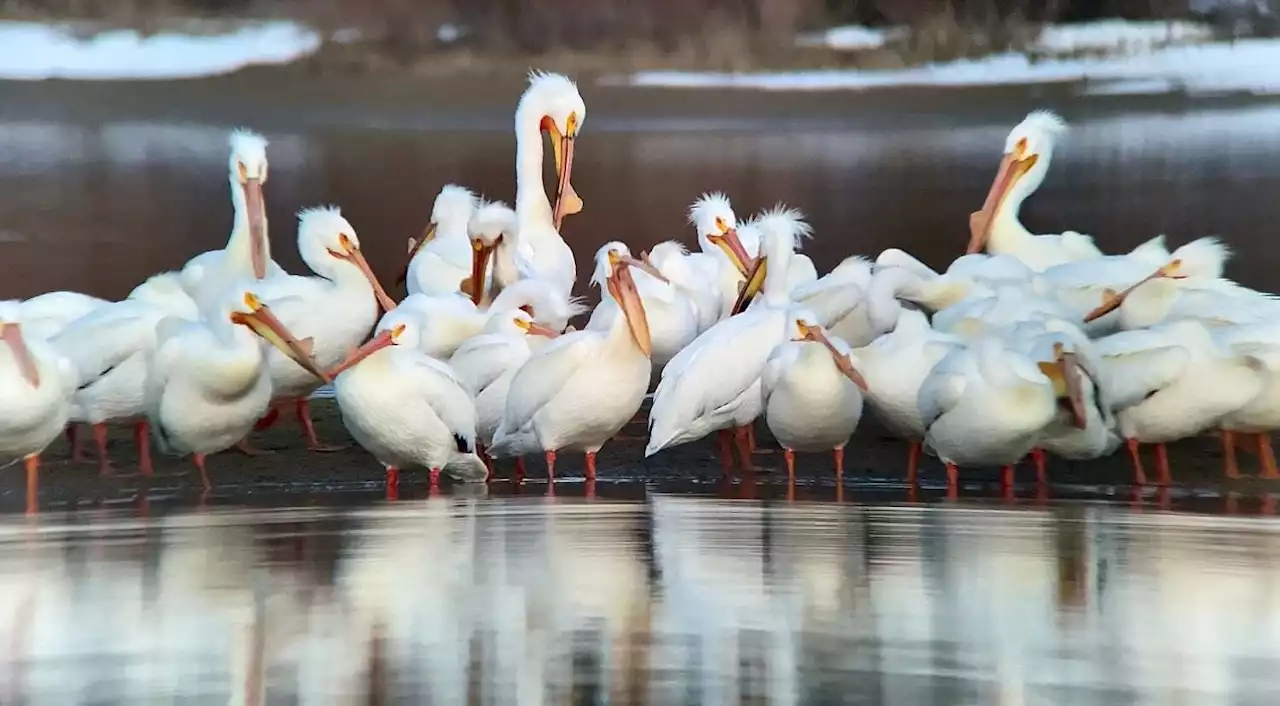 A beginner's guide to iPhone bird photography