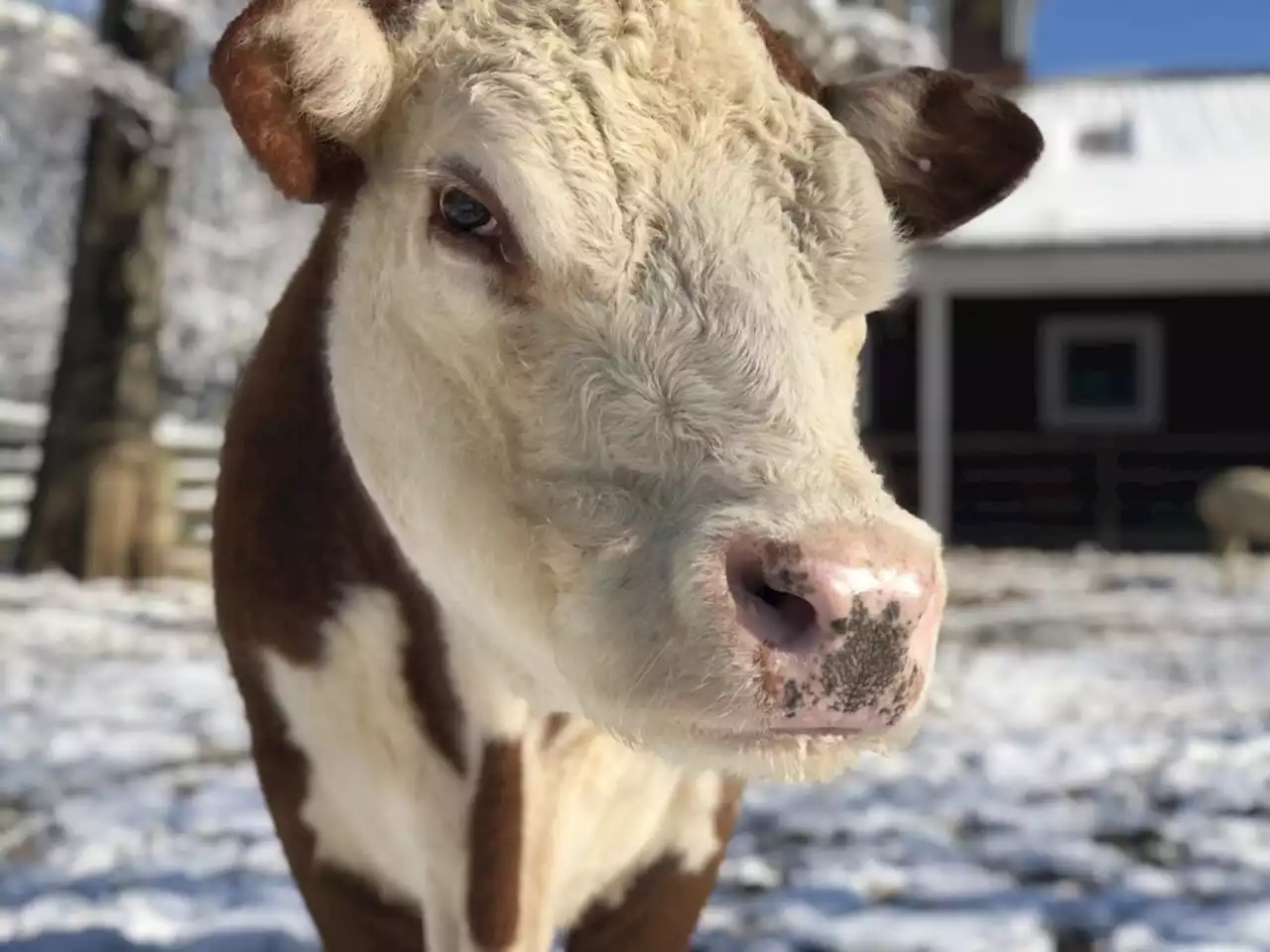 'Hereford Dies at Smithsonian’s National Zoo'