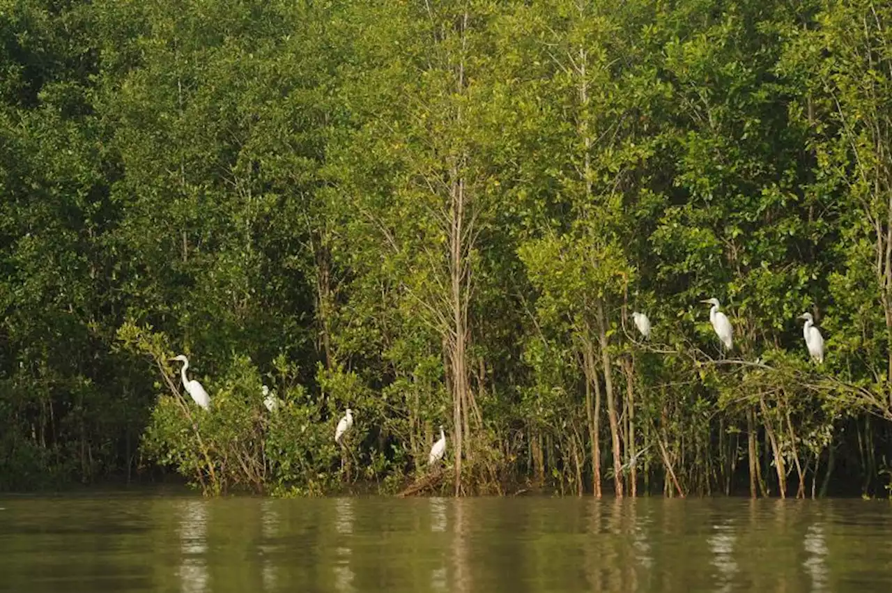 BRIN Dukung Rehabilitasi Mangrove Melalui Pengembangan Teknologi |Republika Online