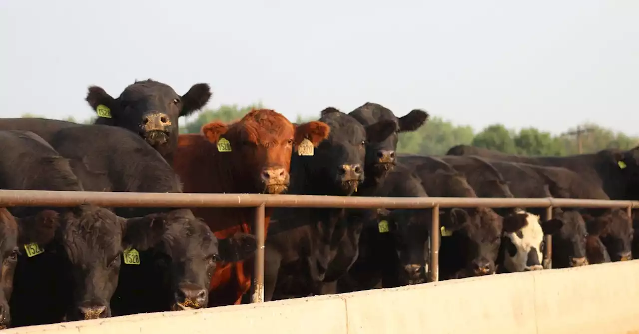 Exclusive: Thousands of U.S. cattle buried, dumped at Kansas landfill