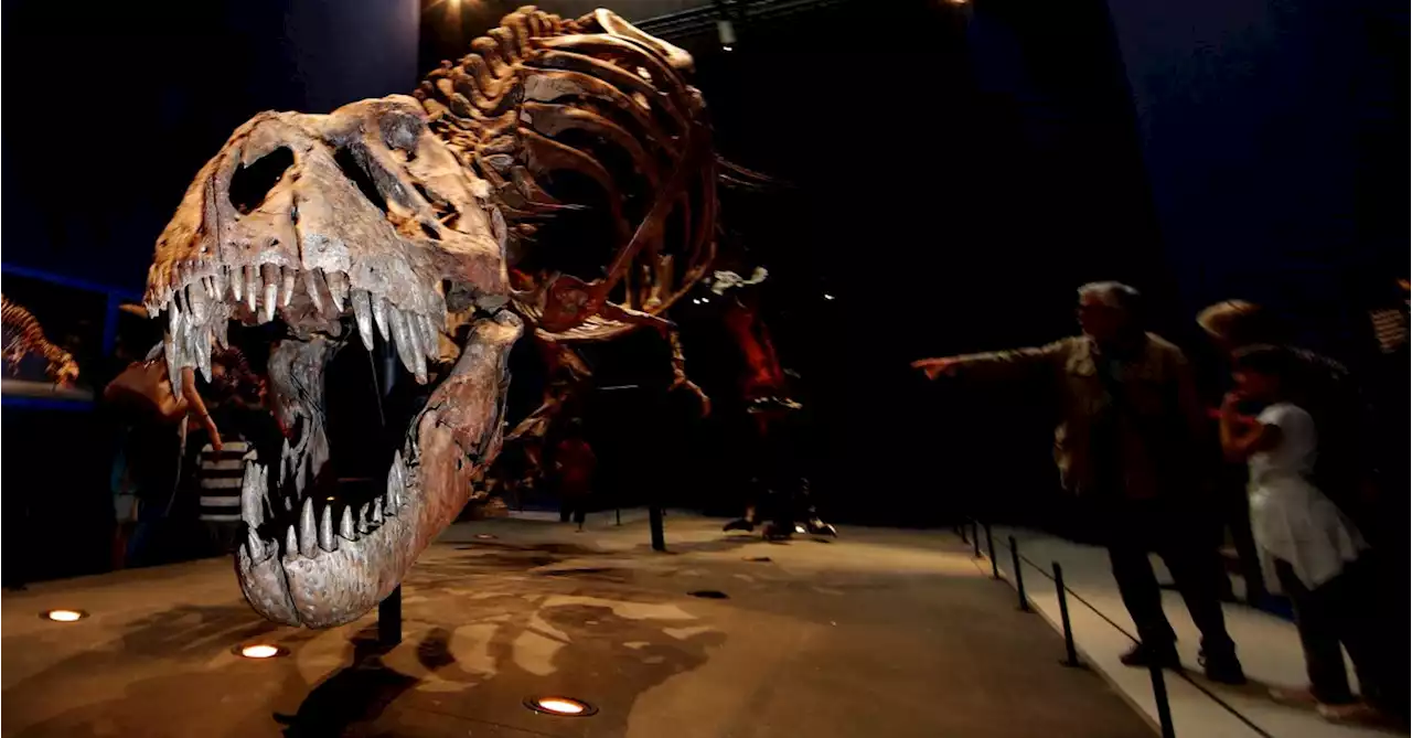 Scientists defend T. rex as only species of mighty Tyrannosaurus