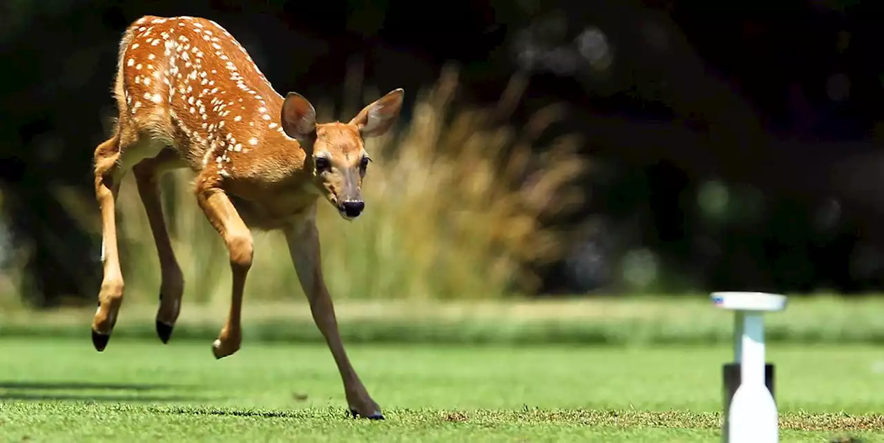 You Can't Miss This Video of a Fawn Sprinting With Its Mother Watching On