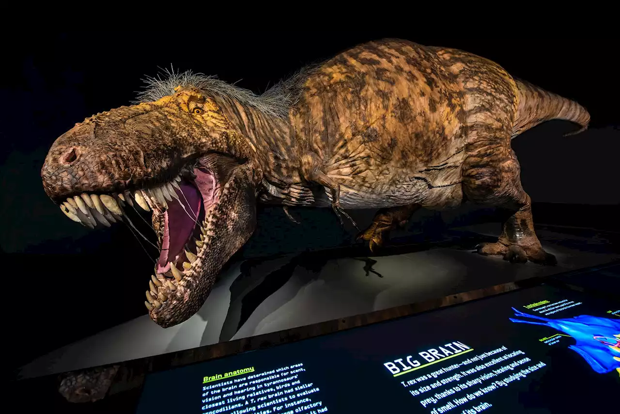 “Bold Theory” That T. rex Was 3 Species Rebutted – “Tyrannosaurus rex Remains the One True King of the Dinosaurs”