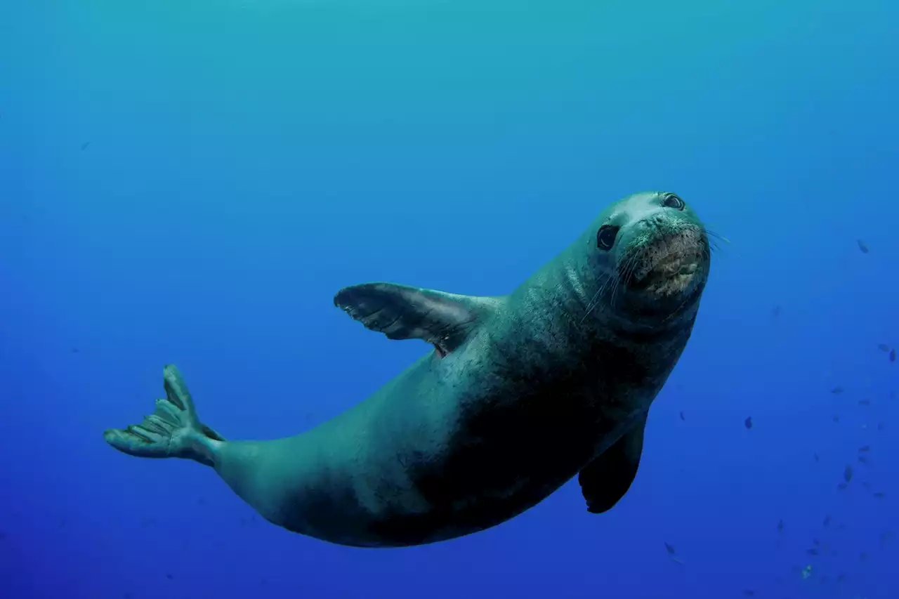 California woman attacked by endangered monk seal in Hawaii