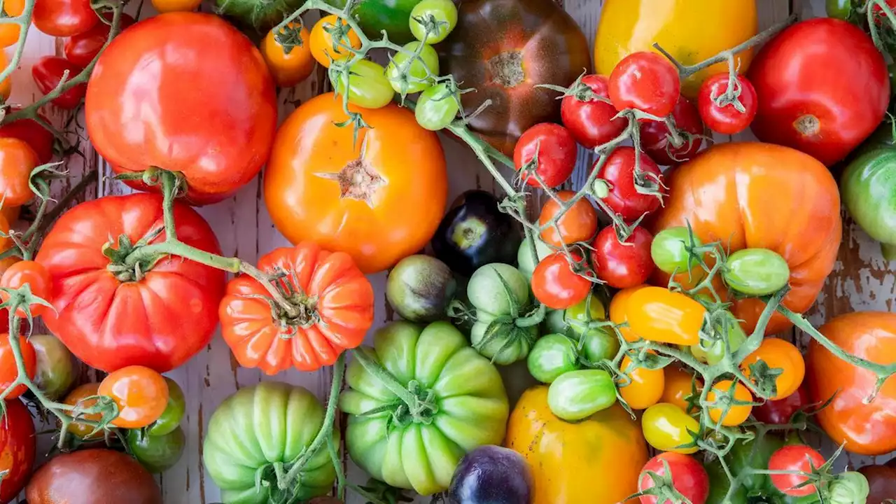 Rote Versuchung: Mit diesen Tomaten-Rezepten kommen Sie gesund durch den Sommer (stern+)