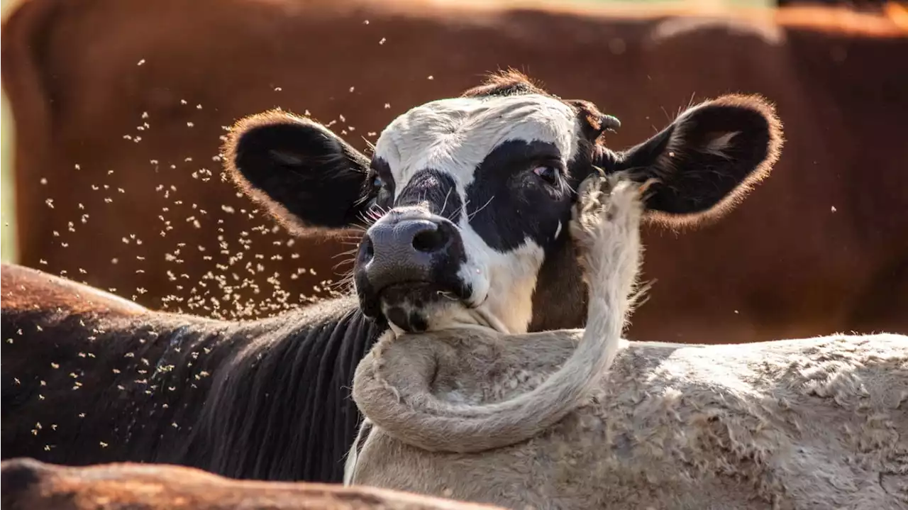 Thousands of Dead Cattle Flattened and Dumped in Landfill After Heat Wave Massacre