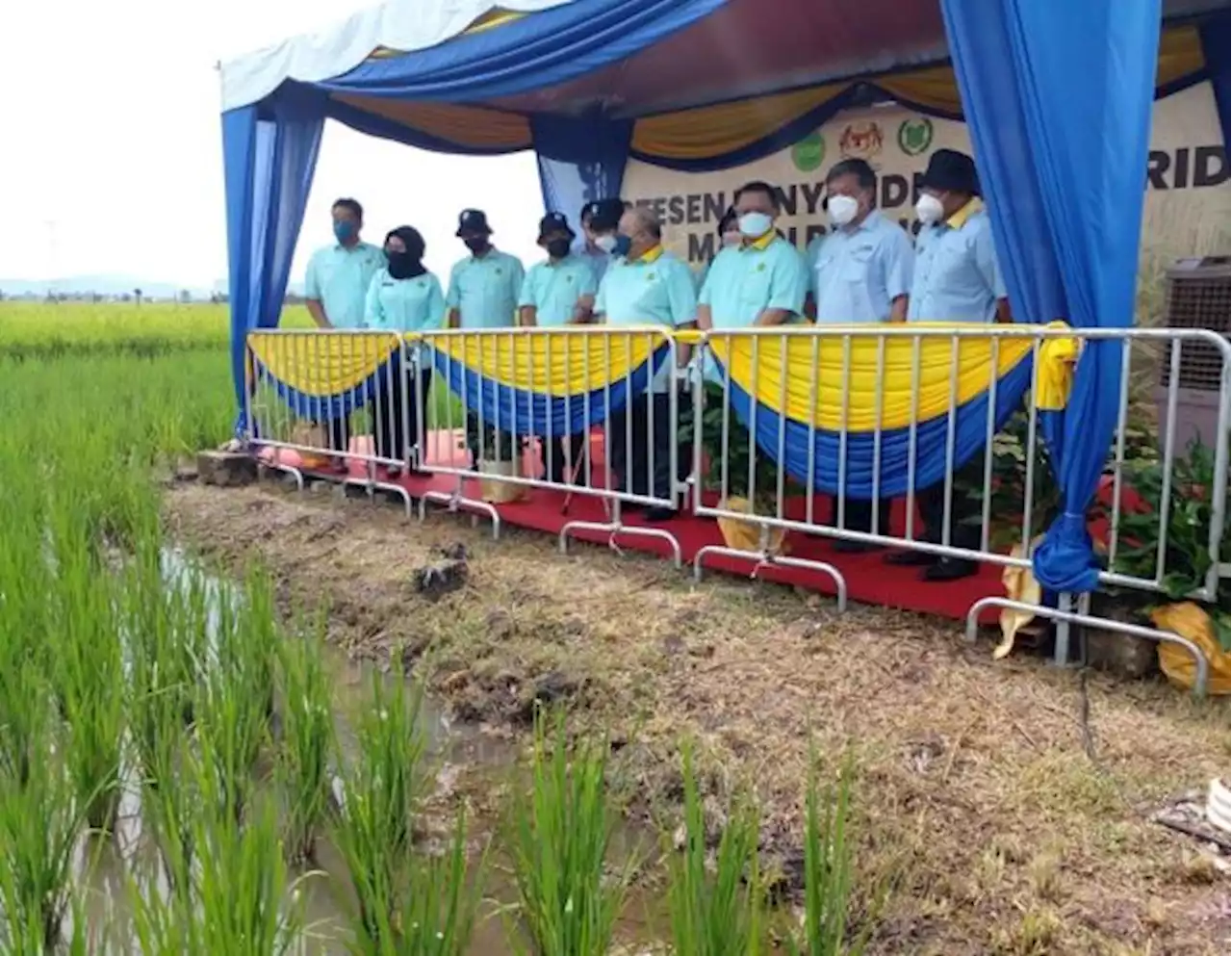 Rakyat diseru usahakan tanah lapang untuk tanam sayur