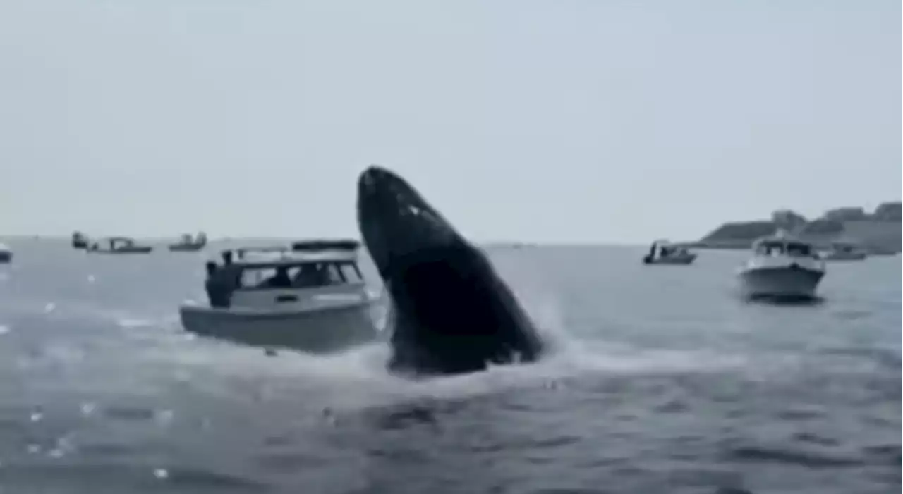 Breaching humpback whale lands on boat near Plymouth